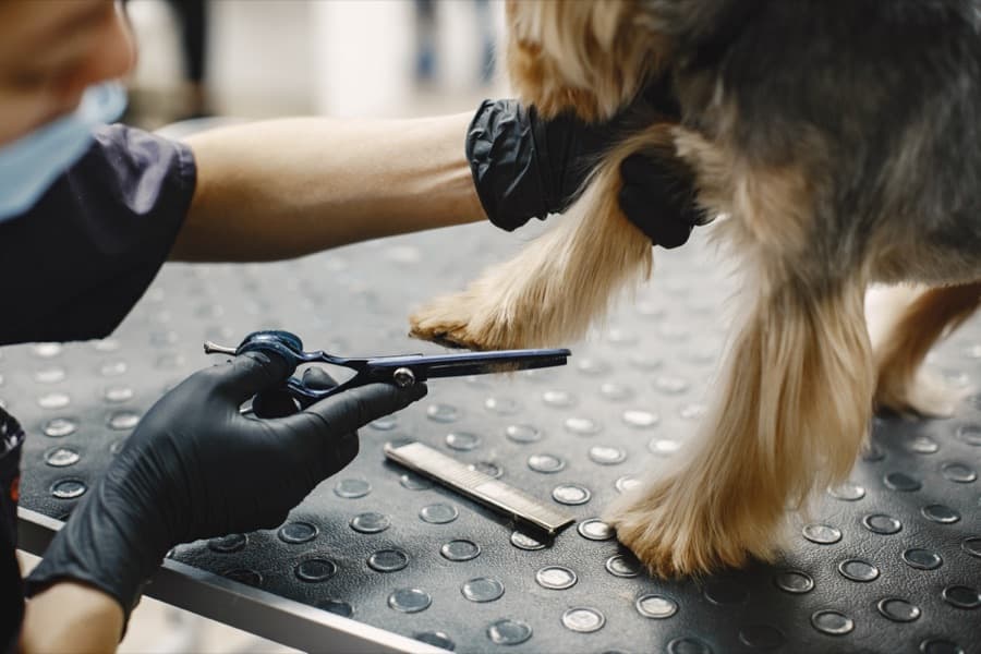 Toiletteur avec un chien